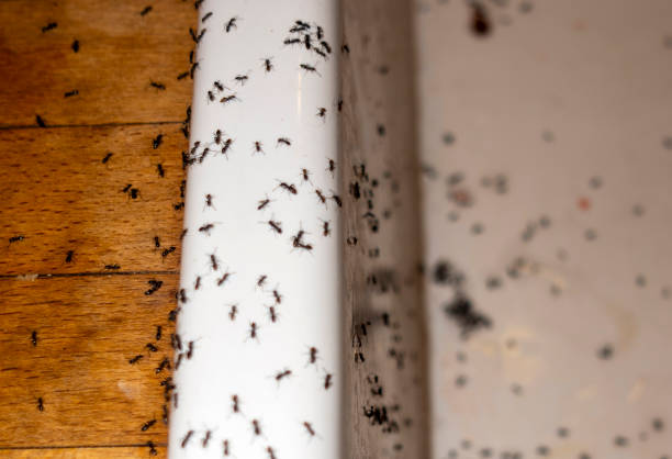 Best Bed Bug Extermination  in North Lauderdale, FL